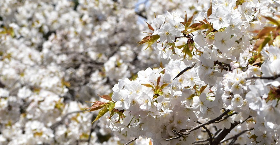 千眼桜 咲きはじめ 2020年4月5日(平年4月10日相当) 撮影:MKタクシー