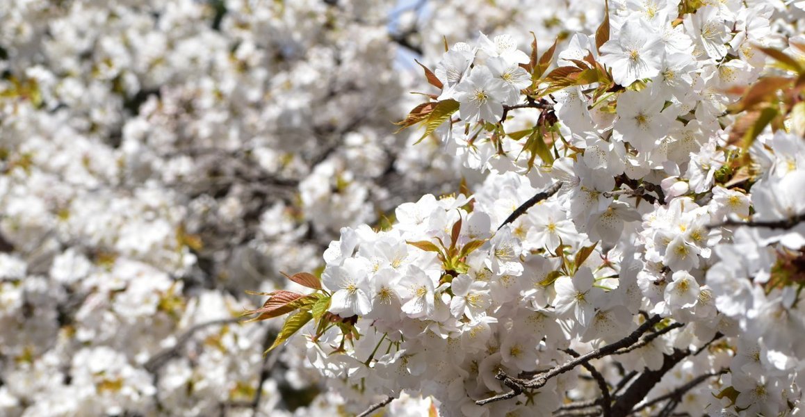 千眼桜　咲きはじめ　2020年4月5日（平年4月10日相当）　撮影：MKタクシー