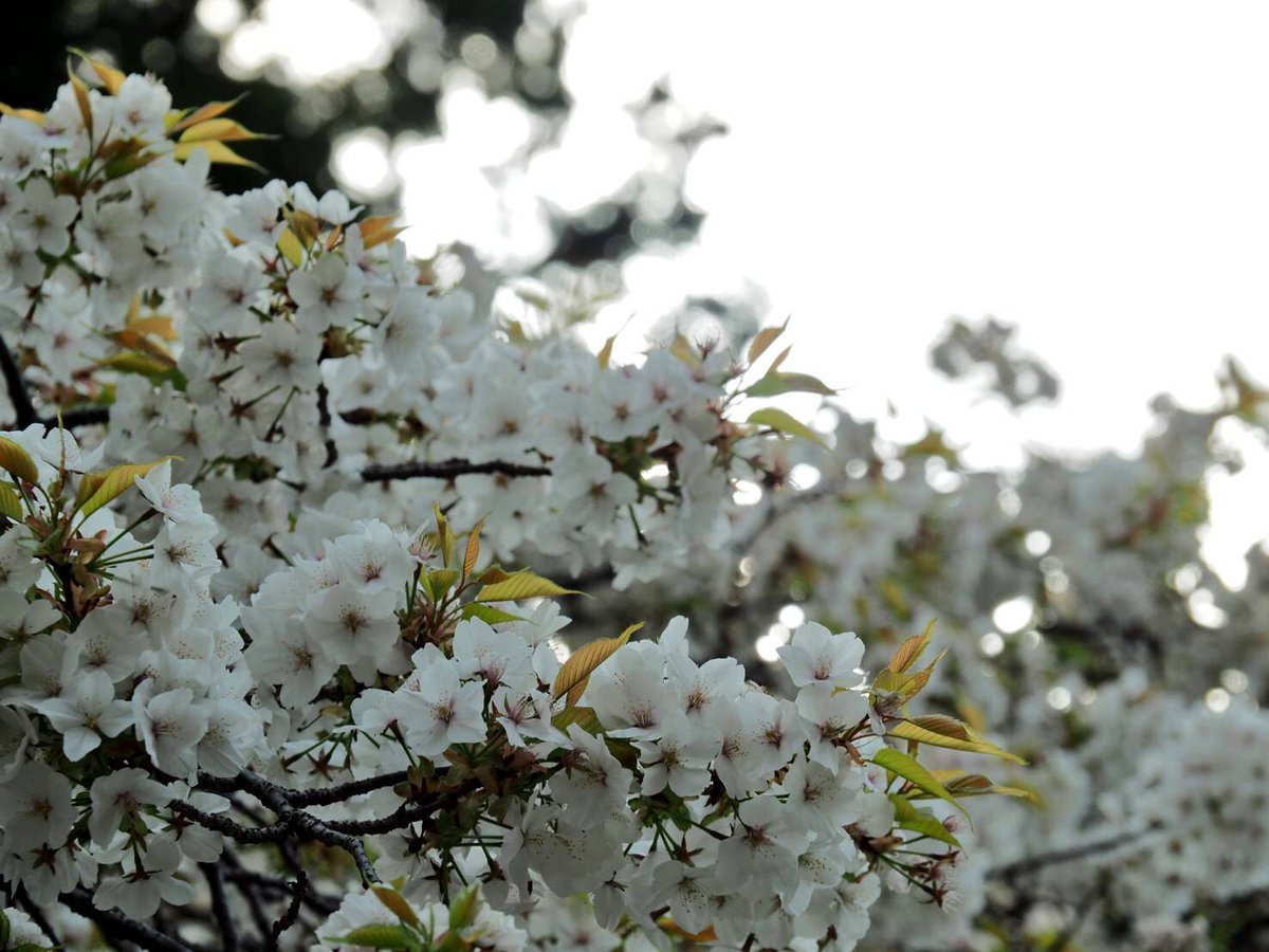 千眼桜 見頃 2015年4月9日(平年4月13日相当) 撮影:MKタクシー
