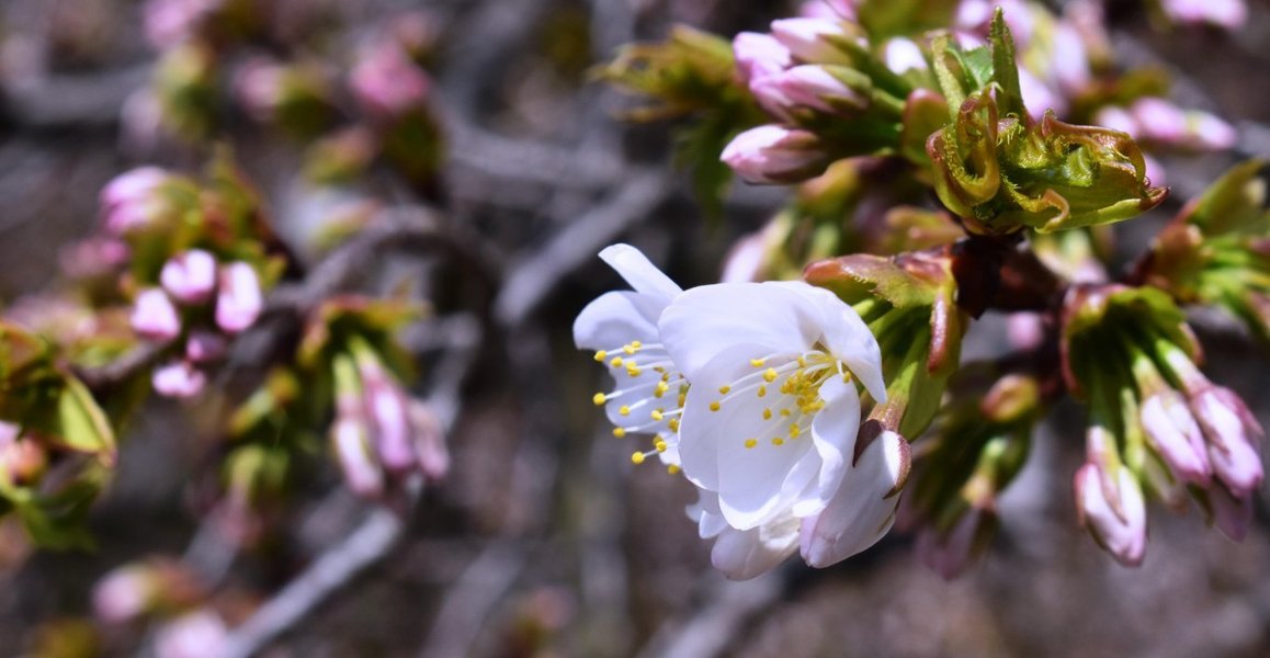 千眼桜 咲きはじめ 2019年4月6日(平年4月7日相当) 撮影:MKタクシー