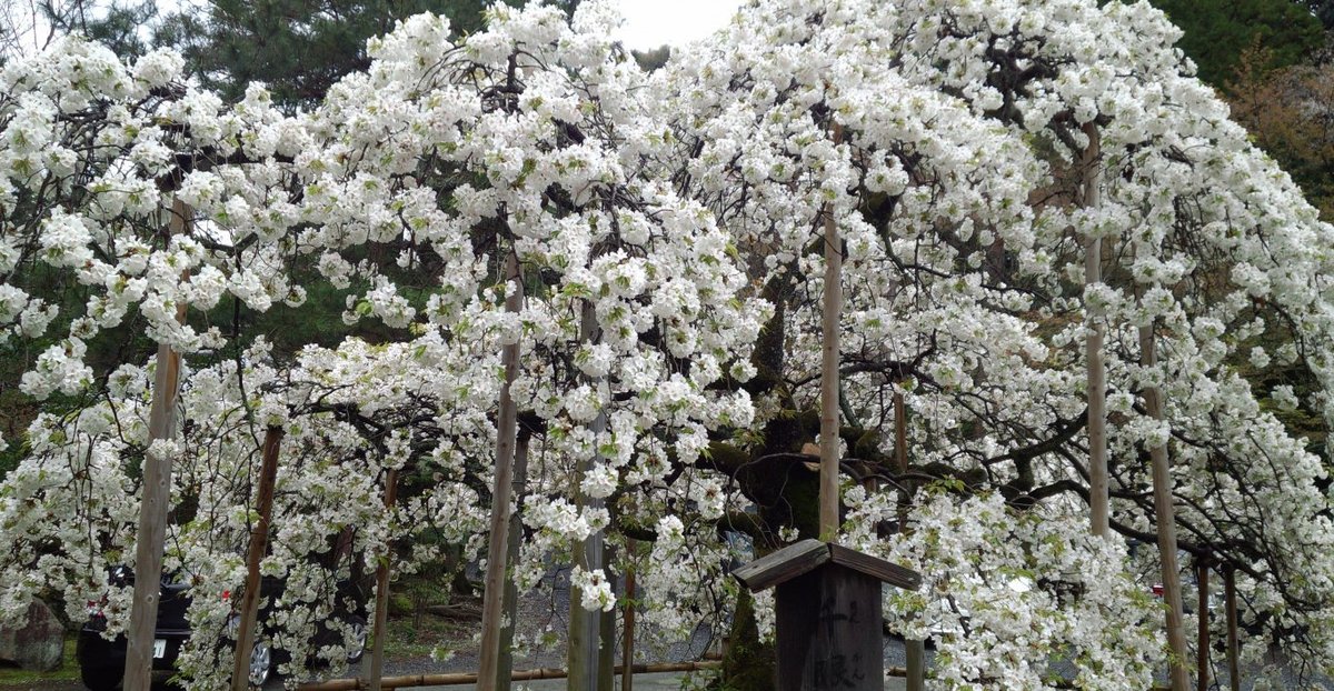 千眼桜 見頃 2015年4月9日(平年4月13日相当) 撮影:MKタクシー
