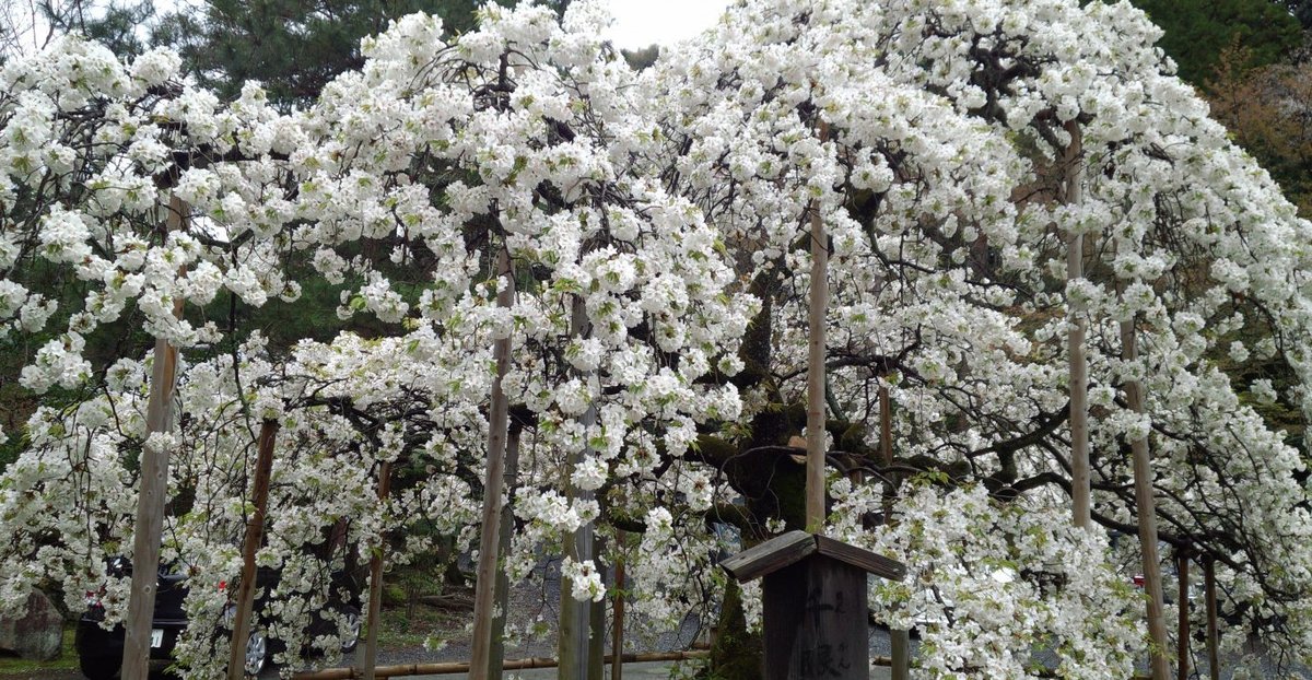 千眼桜　見頃　2015年4月9日（平年4月13日相当）　撮影：MKタクシー