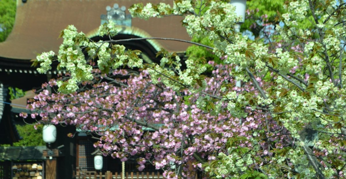 鬱金 見頃 2017年4月19日(平年4月18日相当) 撮影:MKタクシー