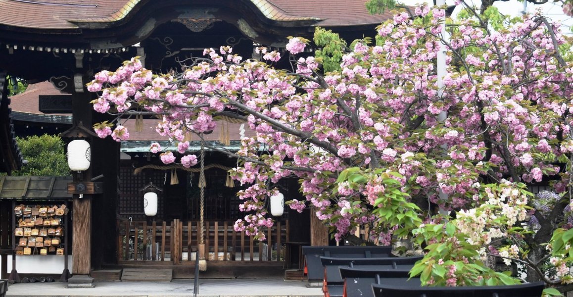 サトザクラ 見頃 2019年4月22日(平年4月2日相当) 撮影:MKタクシー