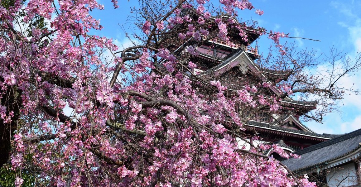 紅枝垂桜　見頃　2020年3月24日（平年3月30日相当）　撮影：MKタクシー