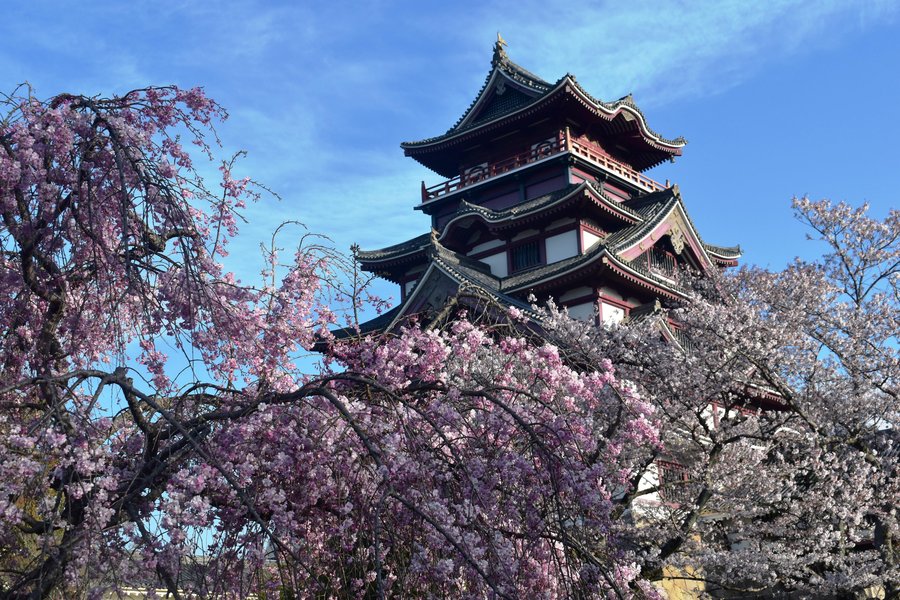 八重紅枝垂桜 五分咲き 2019年4月9日(平年4月9日相当) 撮影:MKタクシー