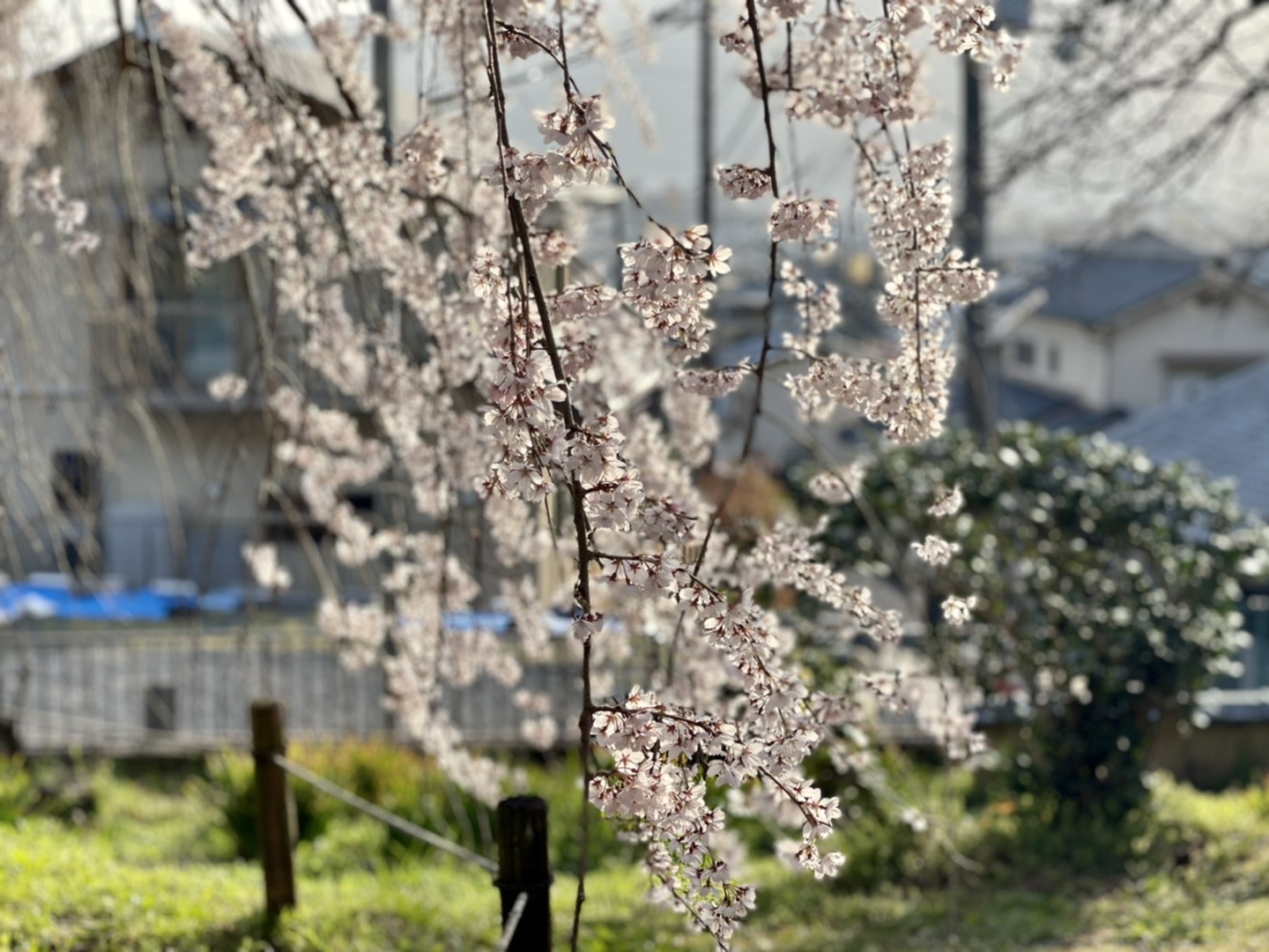 枝垂桜 見頃 2021年3月17日(平年3月29日相当) 撮影:MKタクシー