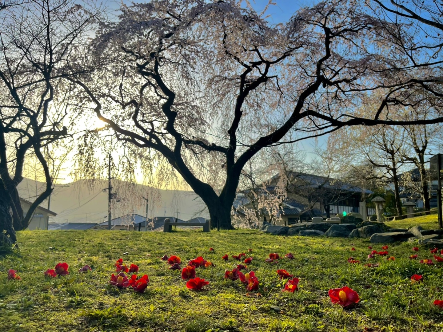 枝垂桜 見頃 2021年3月17日(平年3月29日相当) 撮影:MKタクシー