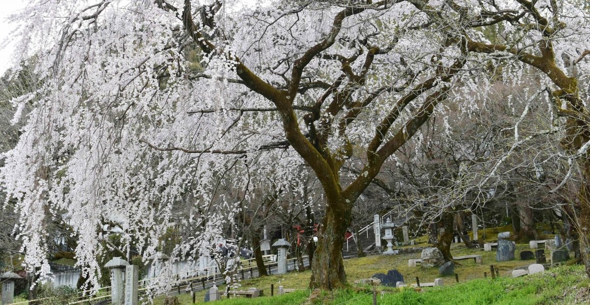 枝垂桜　見頃　2020年3月20日（平年3月27日相当）　撮影：MKタクシー