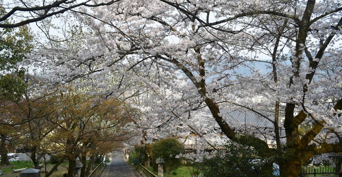 枝垂桜 見頃 2019年4月7日(平年4月7日相当) 撮影:MKタクシー