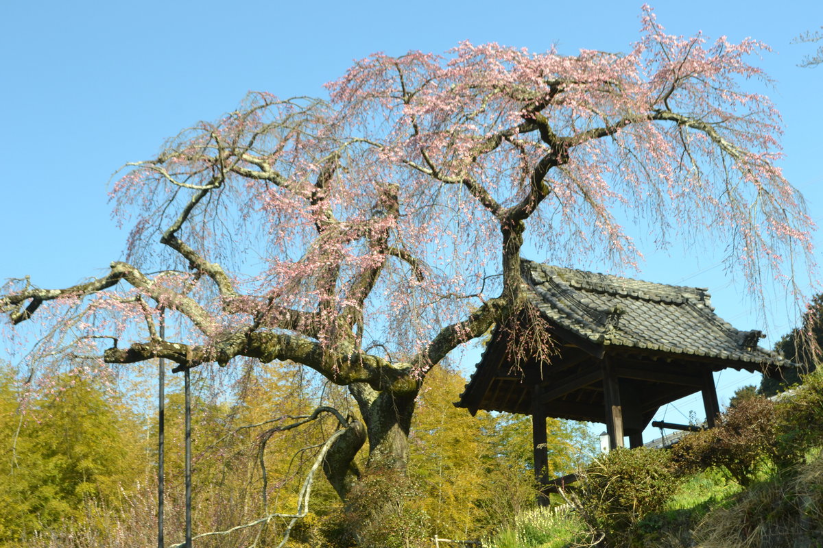 枝垂桜　三分咲き　2017年4月2日（平年3月30日相当）　撮影：MKタクシー