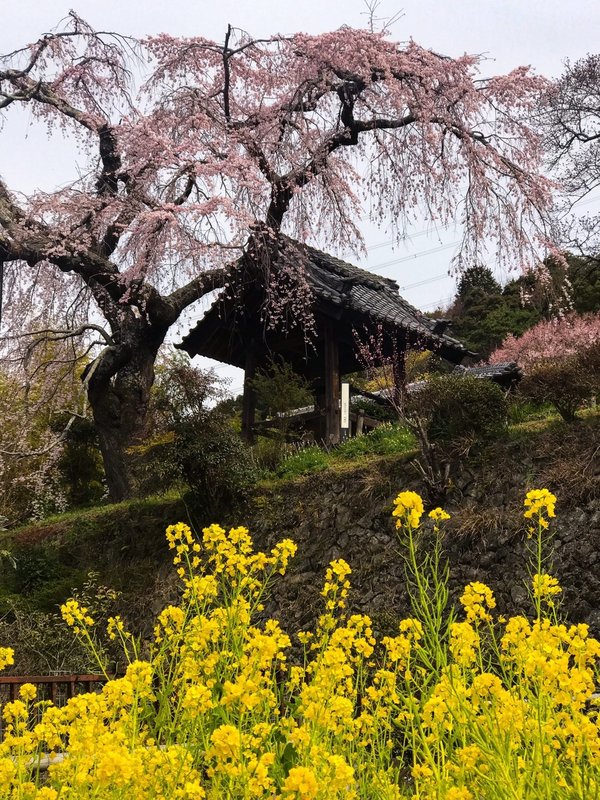 枝垂桜と菜の花 五分咲き 2017年4月3日(平年3月31日相当) 撮影:MKタクシー
