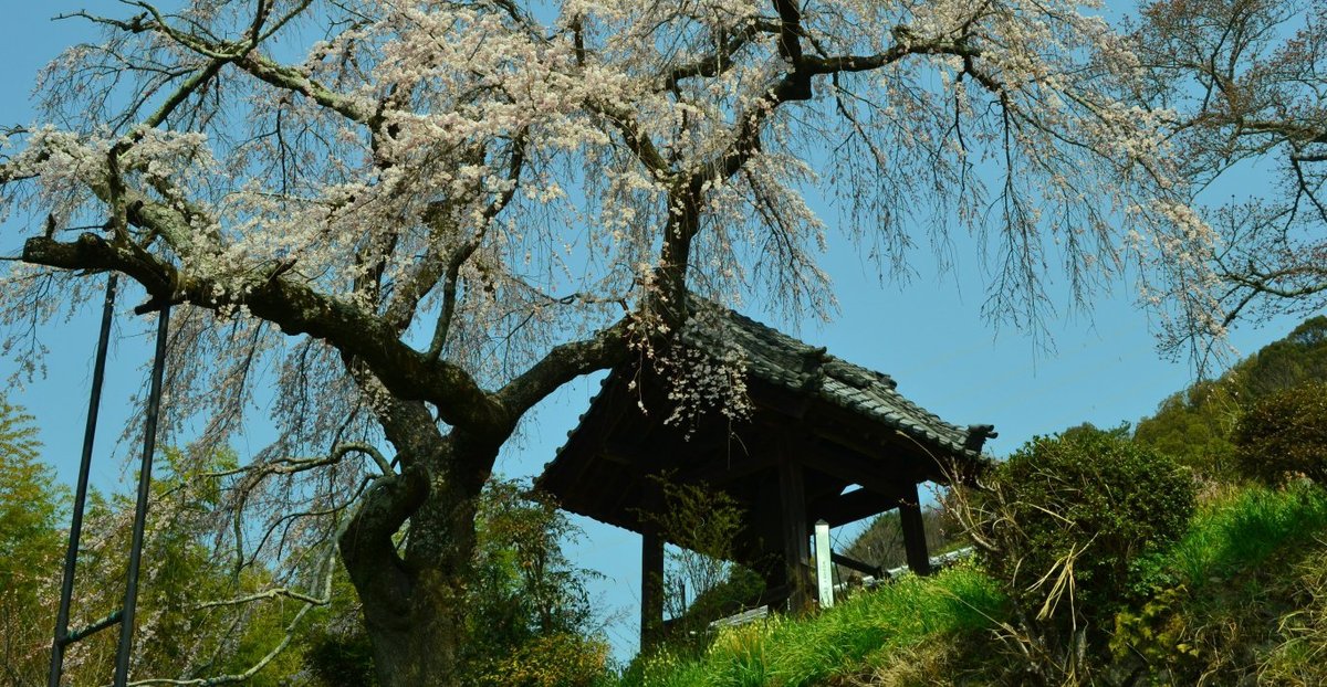 枝垂桜　五分咲き　2018年3月25日（平年4月1日相当）　撮影：MKタクシー