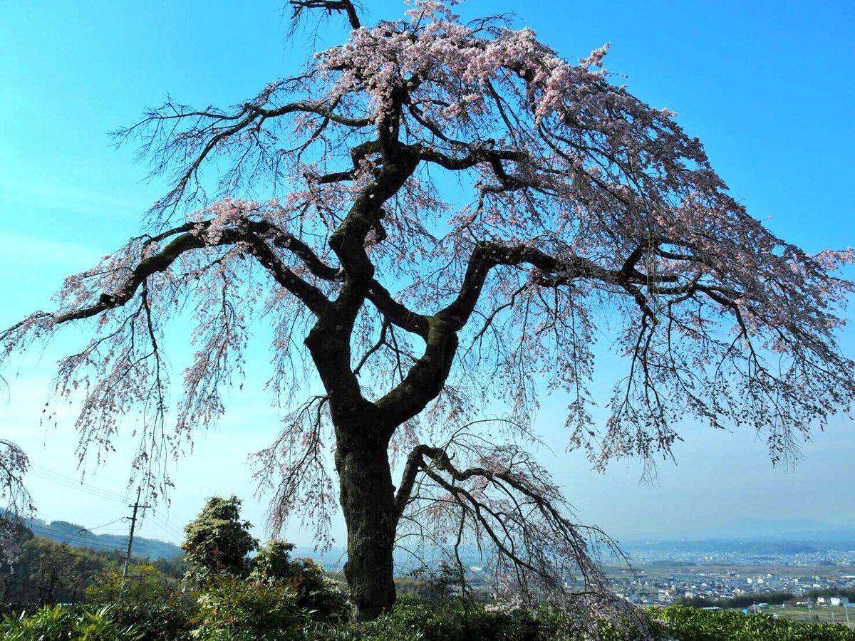 枝垂桜 見頃 2017年4月5日(平年4月3日相当) 撮影:MKタクシー