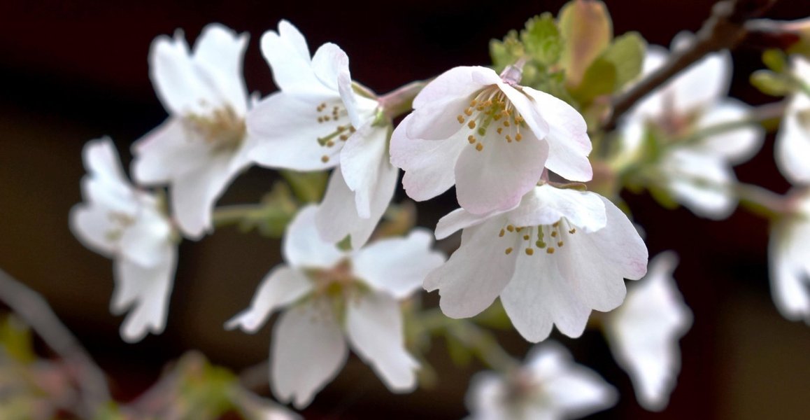 北野桜(社務所前) 咲きはじめ 2019年4月16日(平年4月15日相当) 撮影:MKタクシー