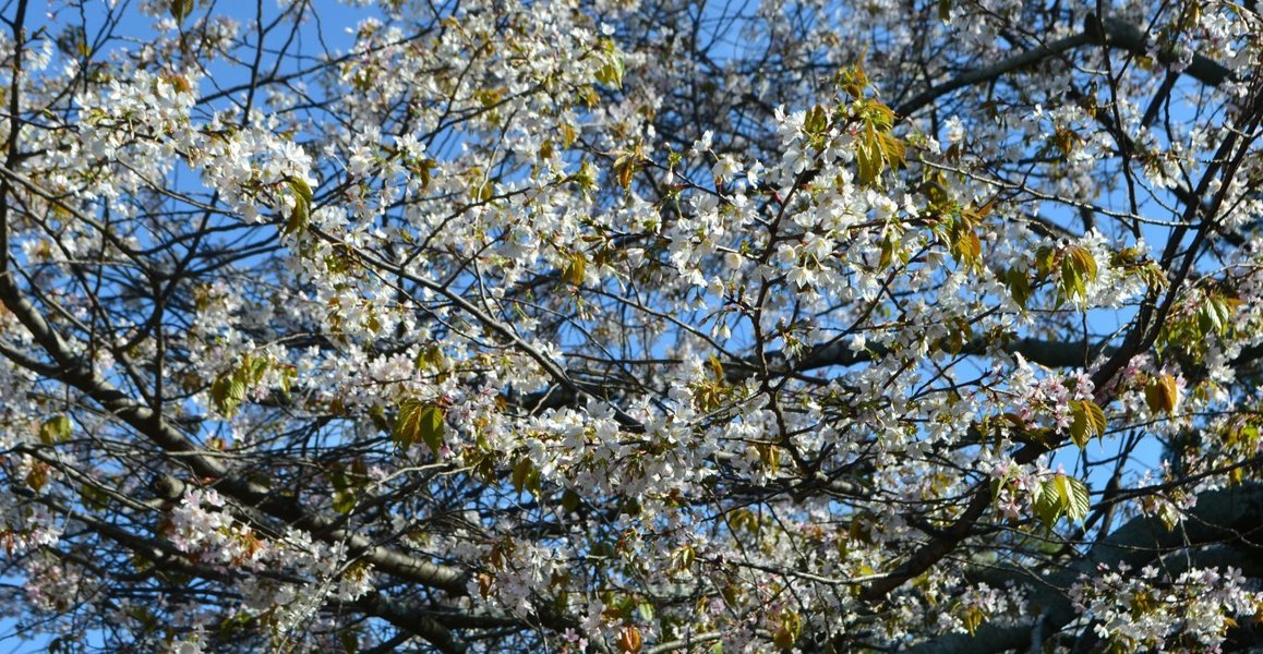 北野桜（社務所前）　見頃　2017年4月23日（平年4月21日相当）　撮影：MKタクシー