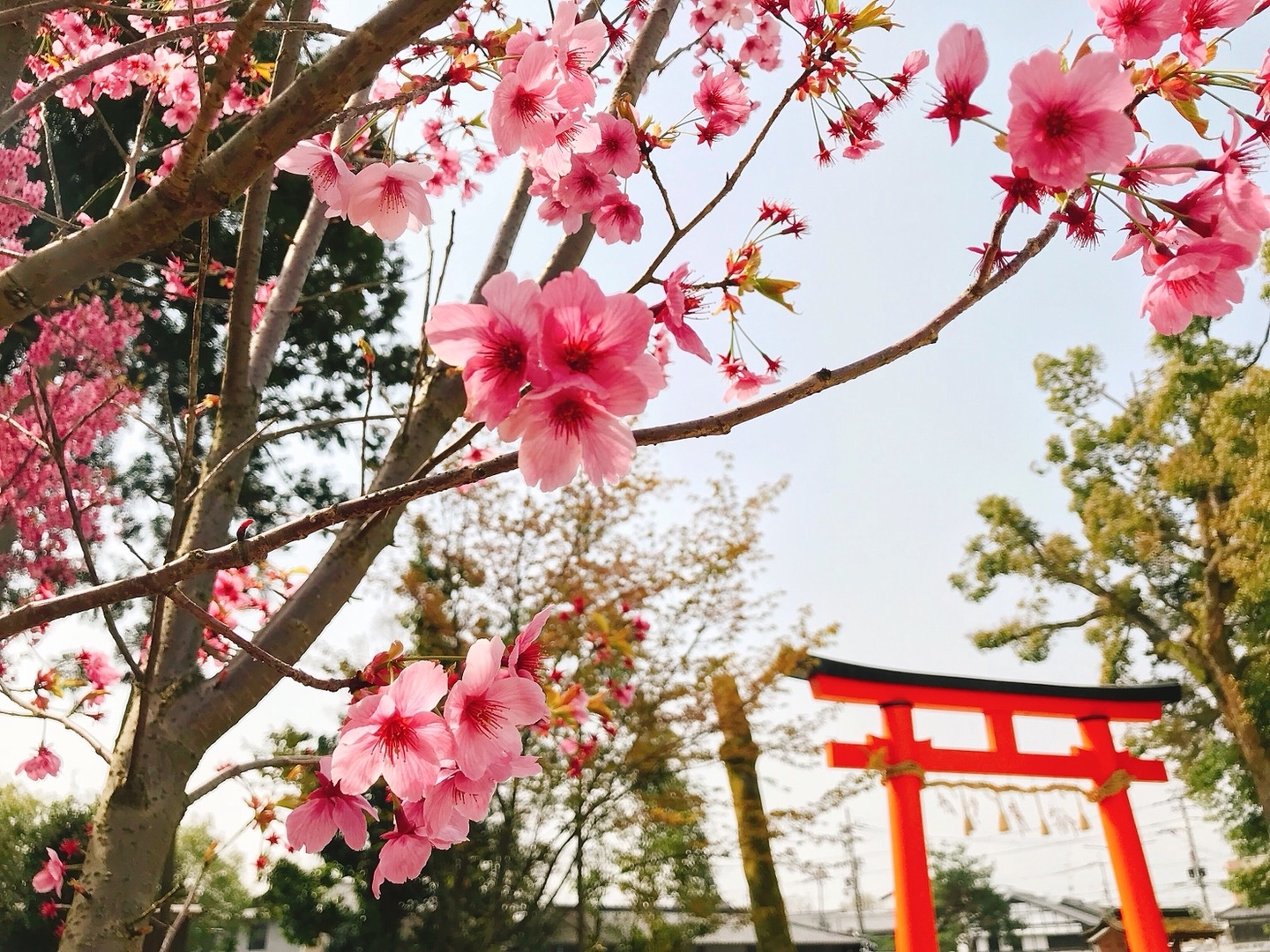 上賀茂神社