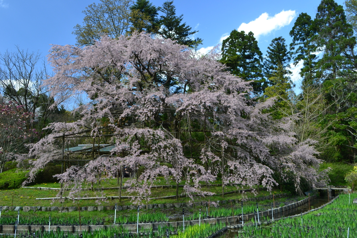 京都府立植物園