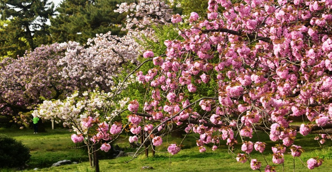 関山(出水の小川) 見頃 2019年4月23日(平年4月23日相当) 撮影:MKタクシー