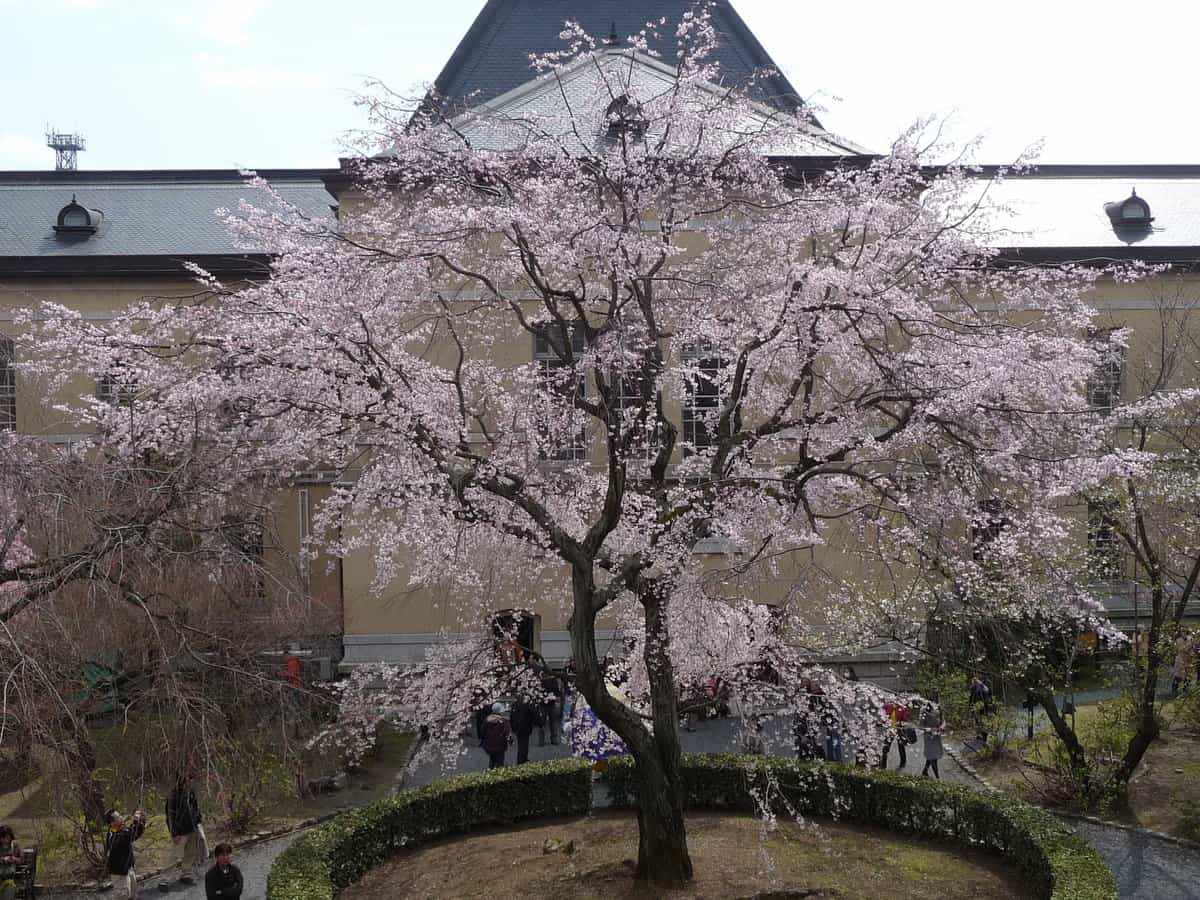 祇園しだれ桜 見頃 2010年3月27日(平成4月2日相当) 撮影:MKタクシー