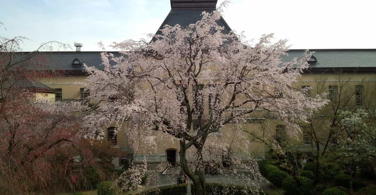 祇園しだれ桜 五分咲き 2019年3月31日(平年4月1日相当) 撮影:MKタクシー