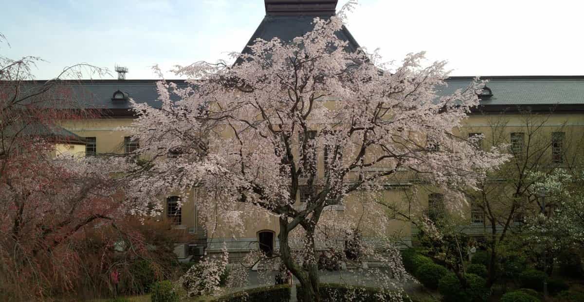 祇園しだれ桜　五分咲き　2019年3月31日（平年4月1日相当）　撮影：MKタクシー