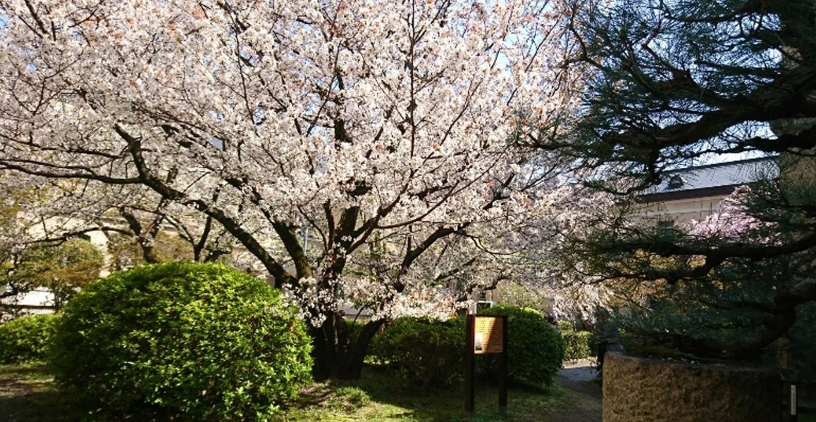 容保桜 見頃 2019年4月4日(平年4月4日相当) 撮影:MKタクシー