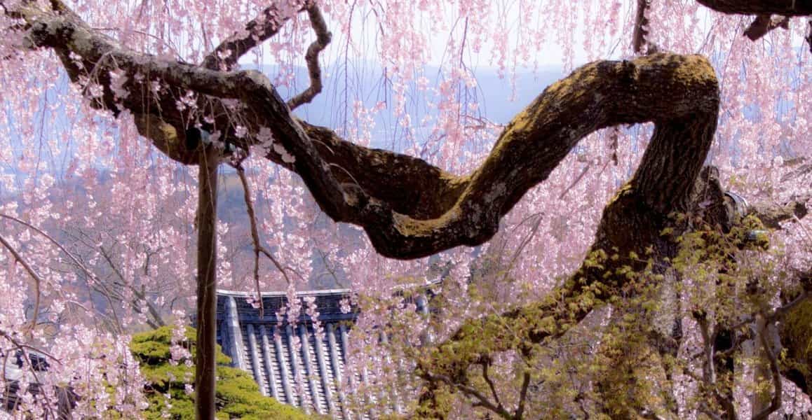 桂昌院御手植えの枝垂桜(善峯寺) 見頃 2019年4月9日(平年4月9日相当) 撮影:MKタクシー