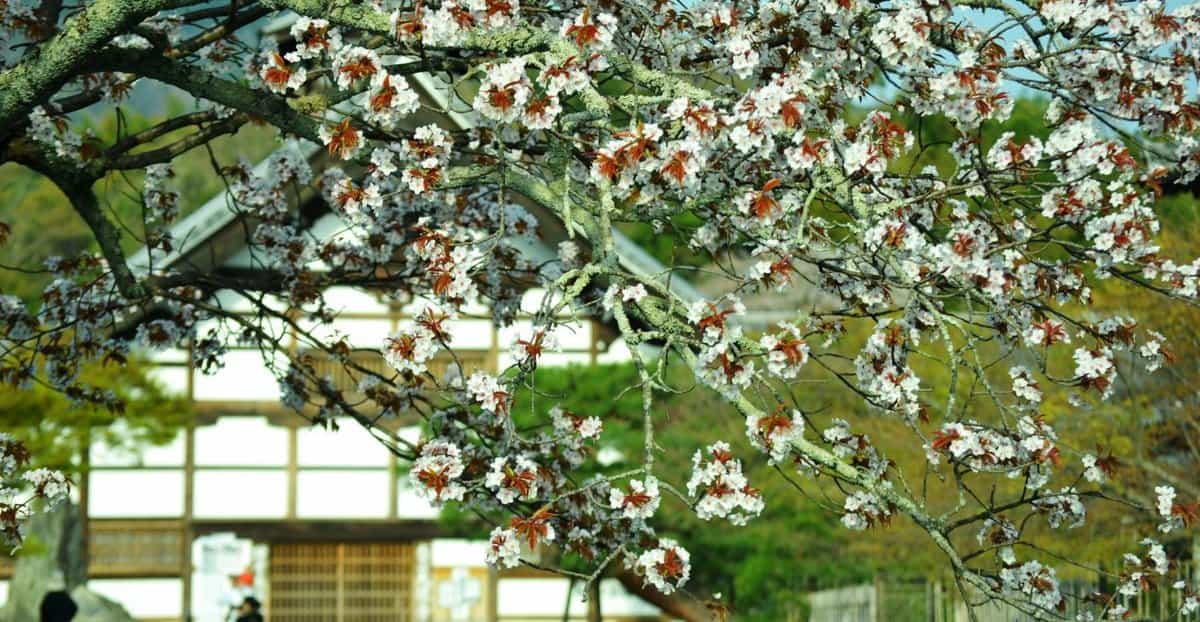 ヤマザクラ(天龍寺) 見頃 2018年4月1日(平年4月10日相当) 撮影:MKタクシー