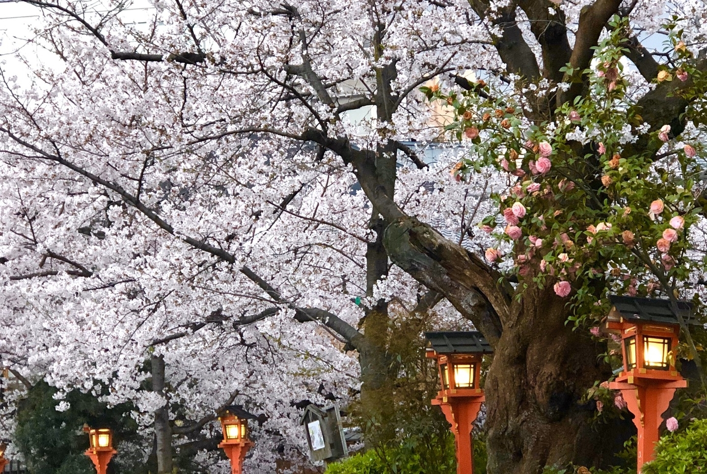 祇園白川