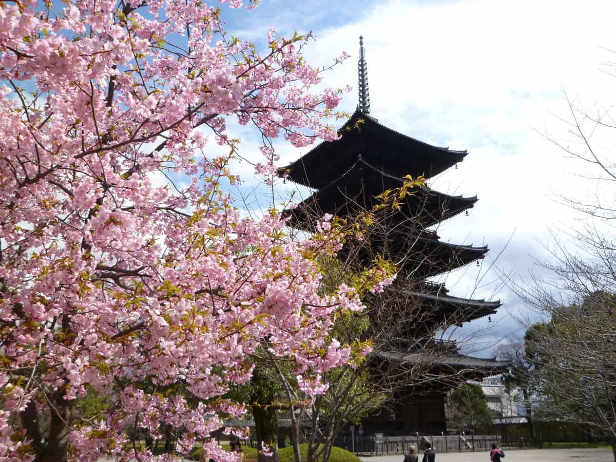 河津桜(東寺)見頃 2012年3月24日(平年3月17日相当) 撮影:MKタクシー
