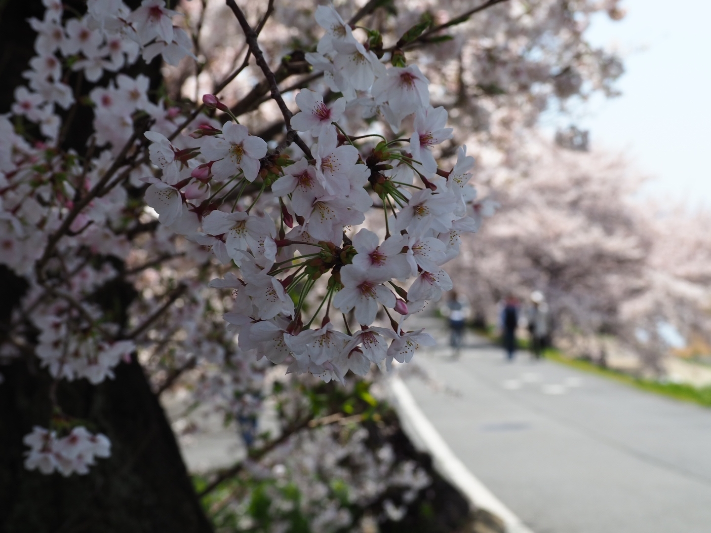 賀茂川