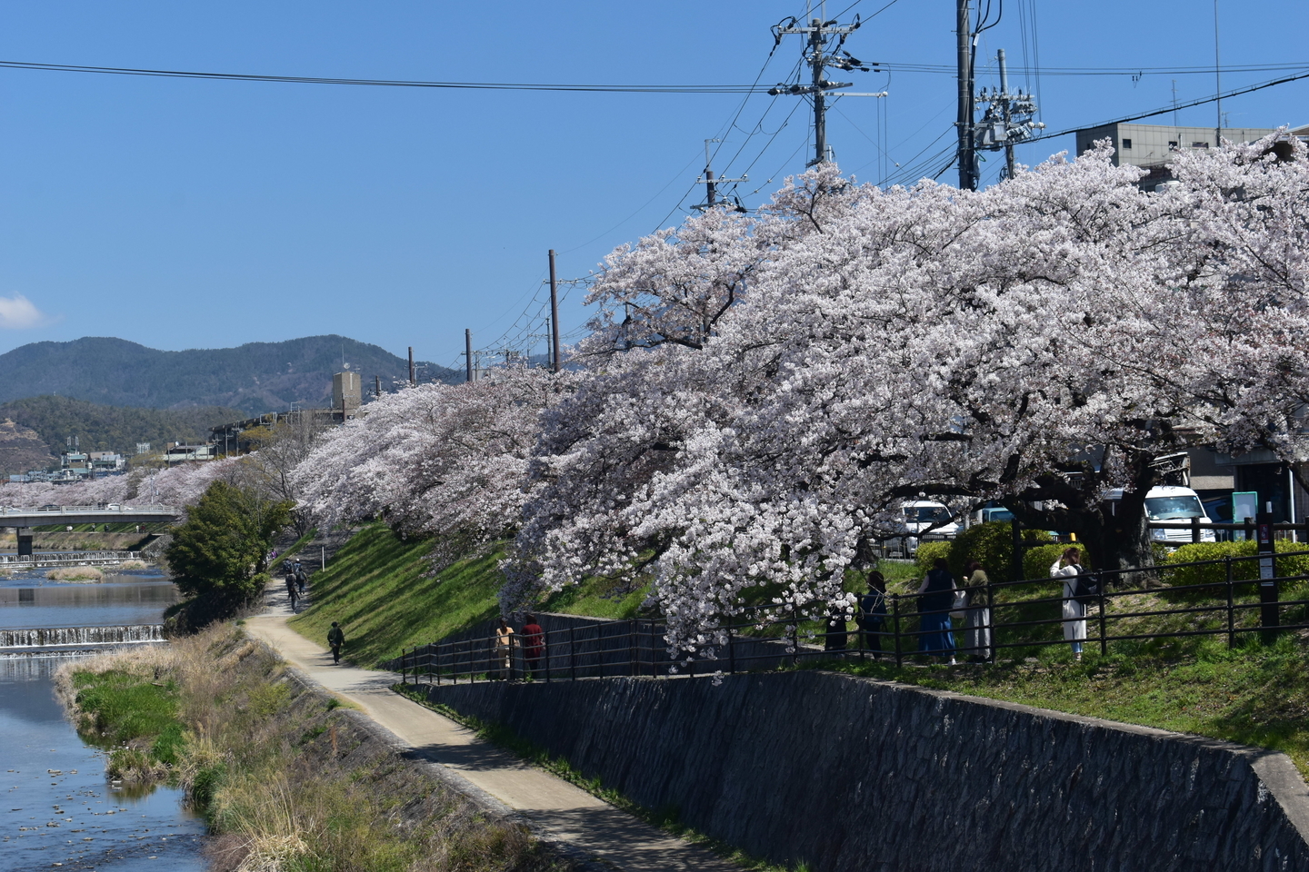 高野川 河合橋