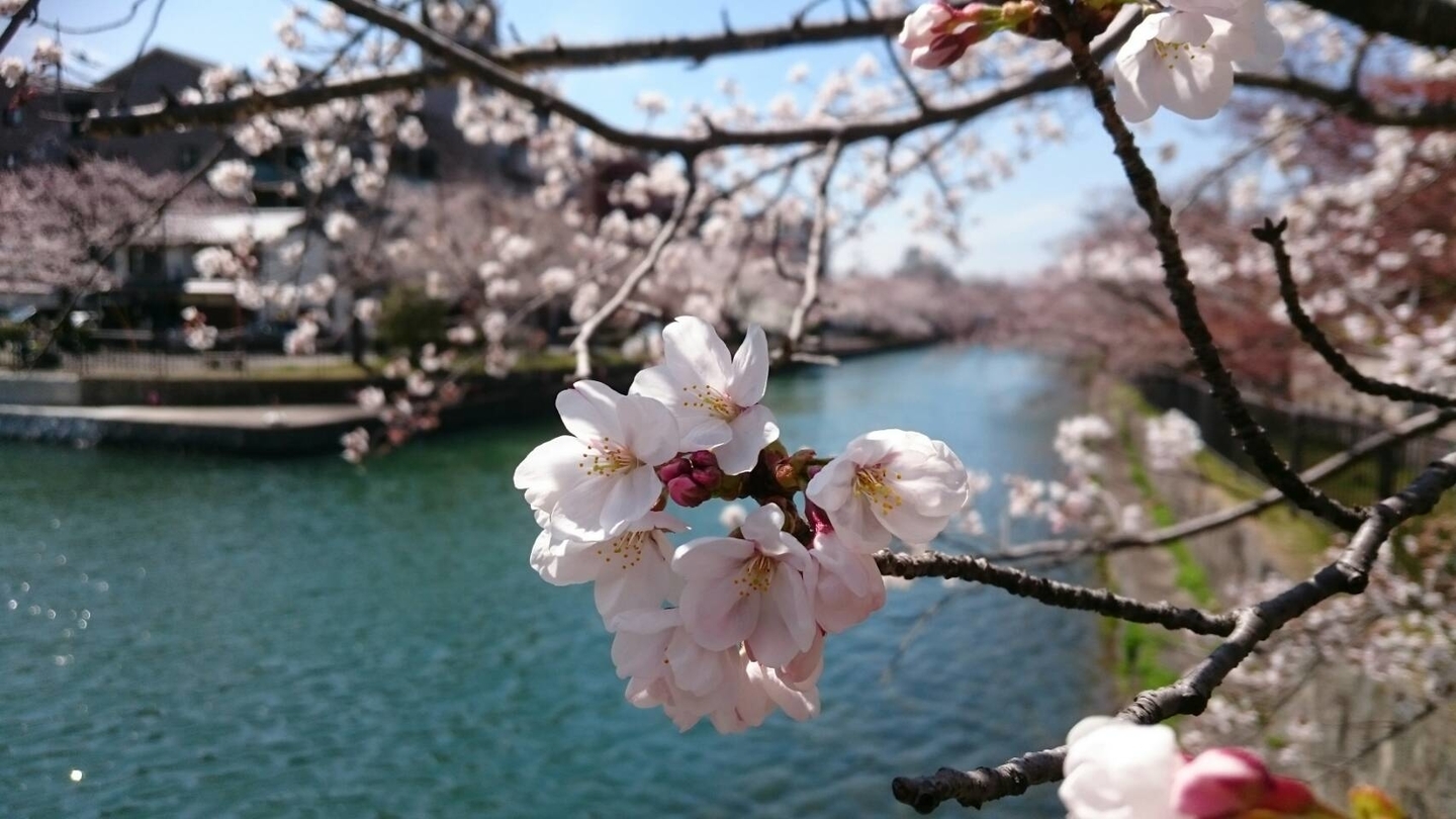 岡崎疎水