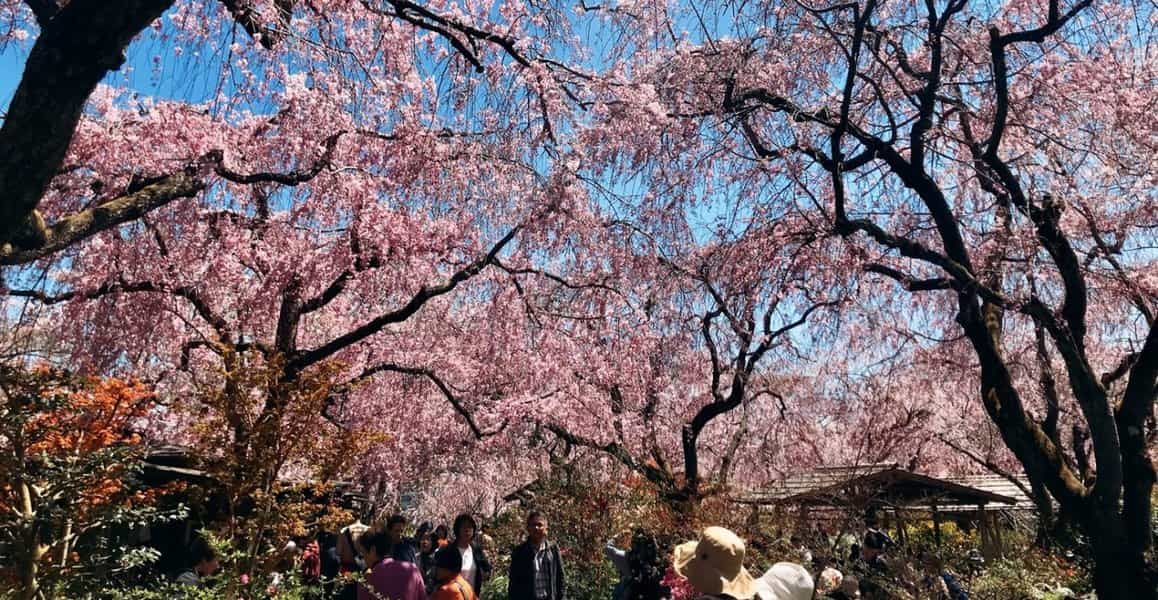 八重桜枝垂桜 見頃 2019年4月13日(平年4月12日相当) 撮影:MKタクシー