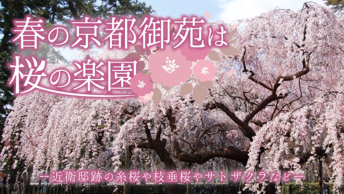 春の京都御苑は 近衛邸跡の糸桜 など枝垂桜やサトザクラなど桜の楽園 Mkメディア 春の京都御苑は 近衛邸跡の糸桜 など枝垂桜やサトザクラなど桜の楽園 Mkメディア