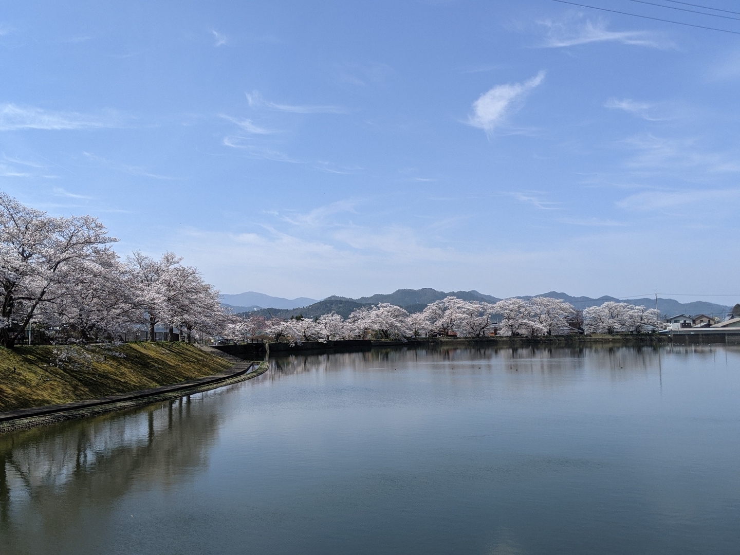 平の沢池の桜