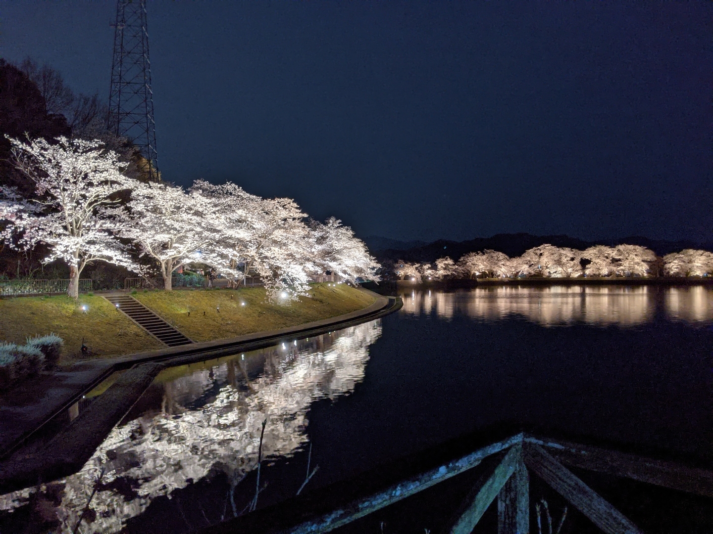 平の沢池の夜桜ライトアップ