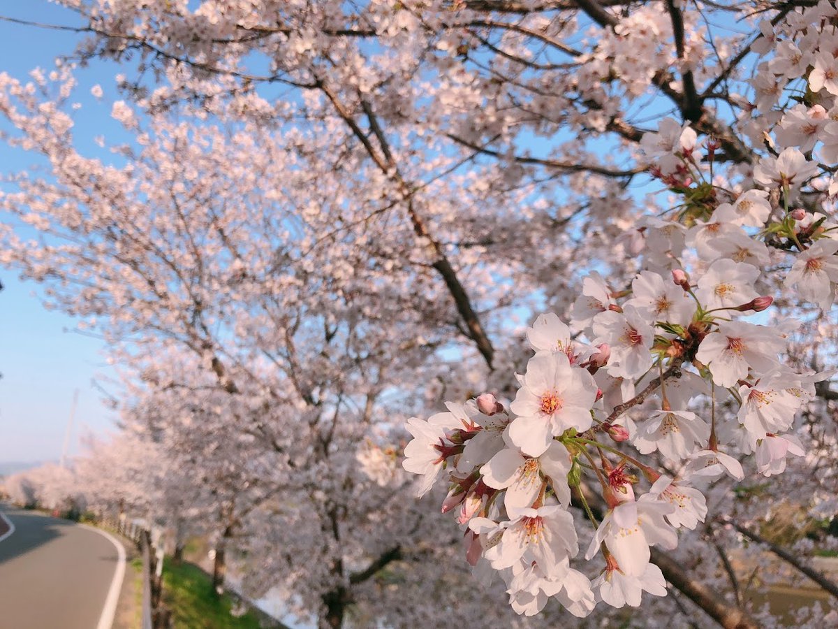 ソメイヨシノ 見頃 2021年3月27日(平年4月6日相当) 撮影:MKタクシー