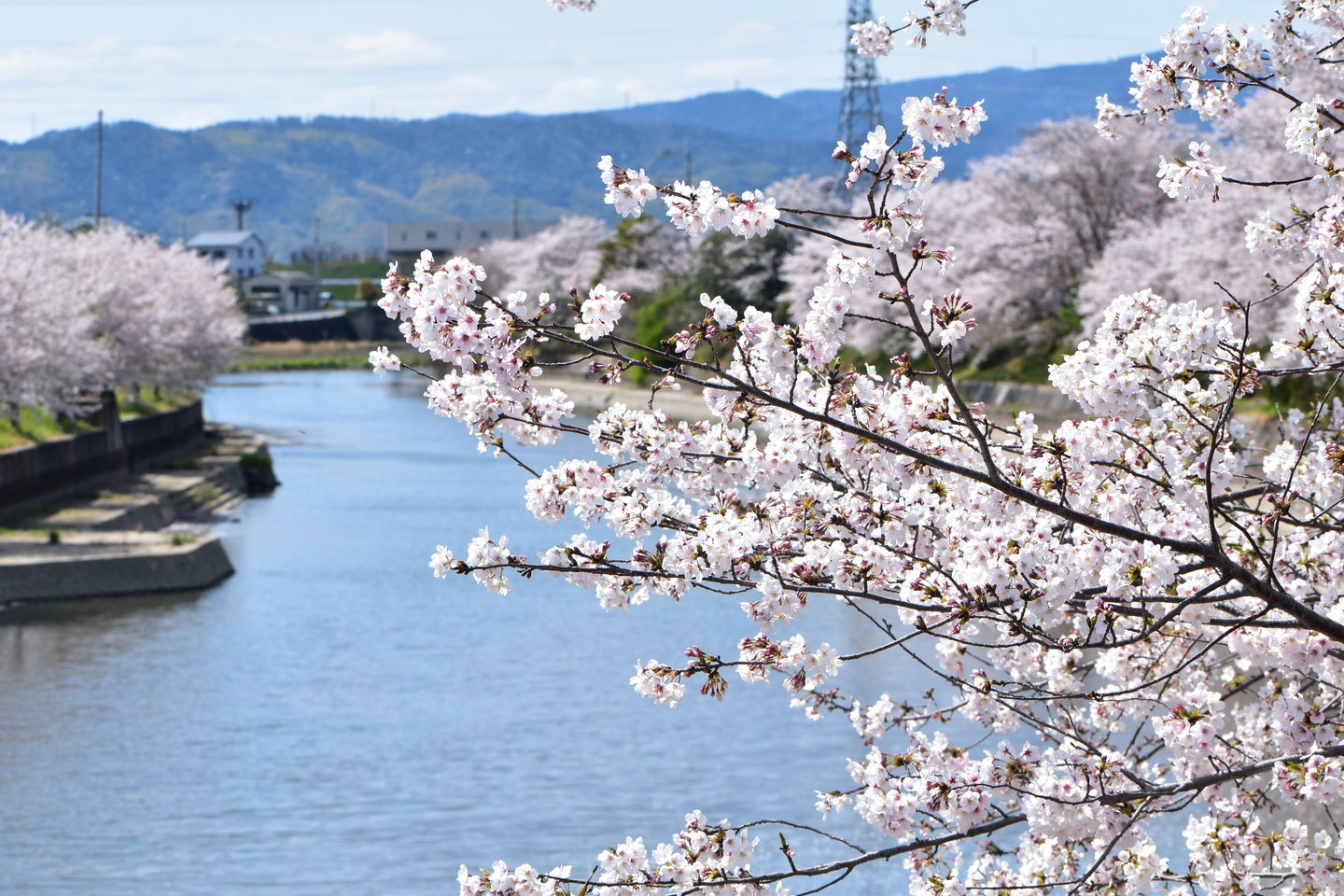 ソメイヨシノ　見頃　2020年4月5日（平年4月10日相当）　撮影：MKタクシー