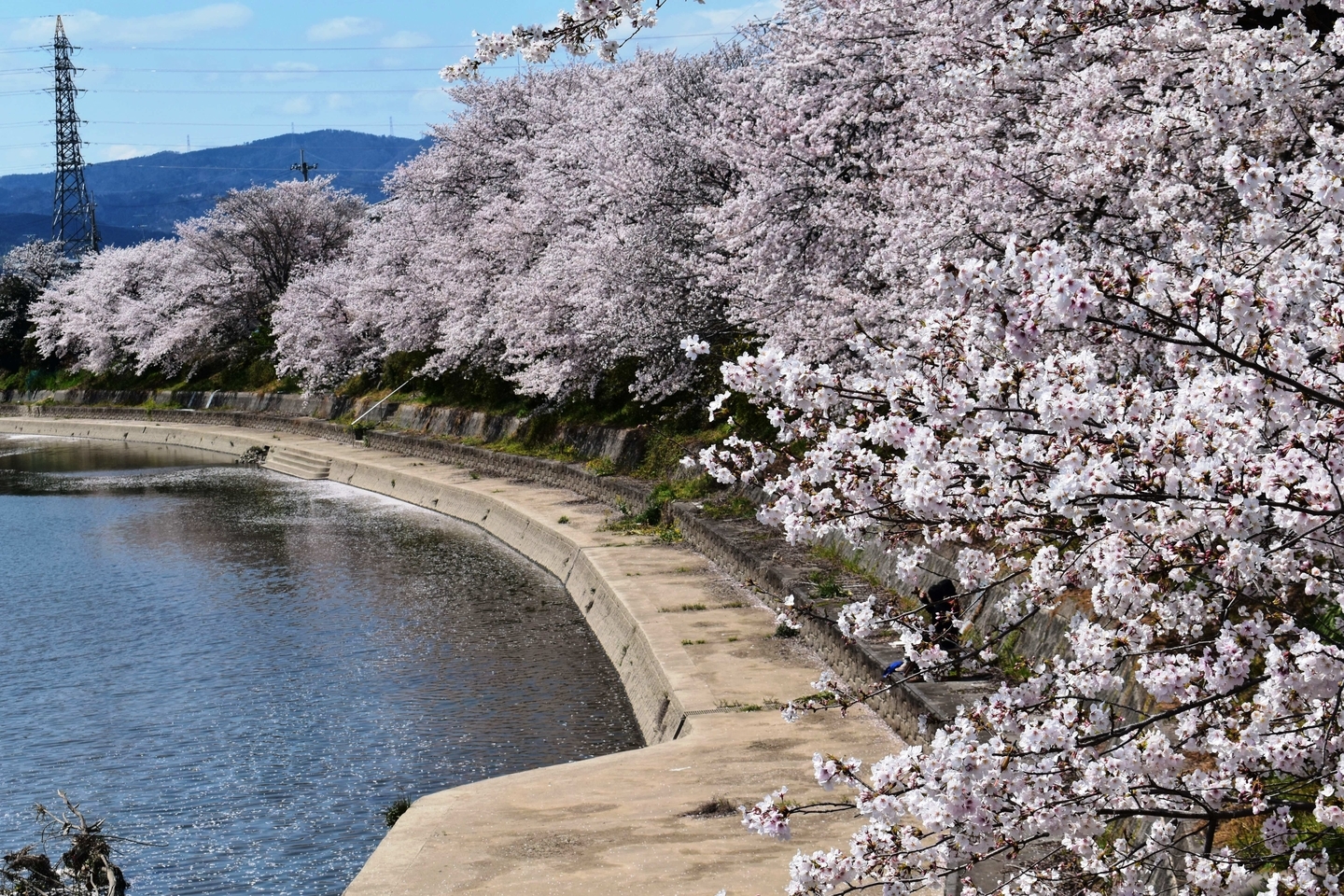 ソメイヨシノ　見頃　2020年4月5日（平年4月10日相当）　撮影：MKタクシー