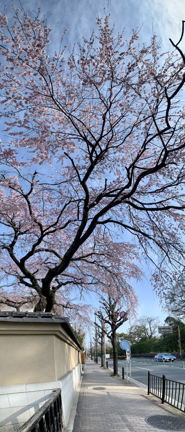 枝垂桜 見頃 2021年3月21日(平年4月2日相当) 撮影:MKタクシー