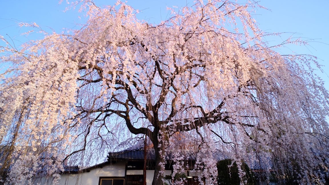 枝垂桜 見頃 2021年3月21日(平年4月2日相当) 撮影:MKタクシー