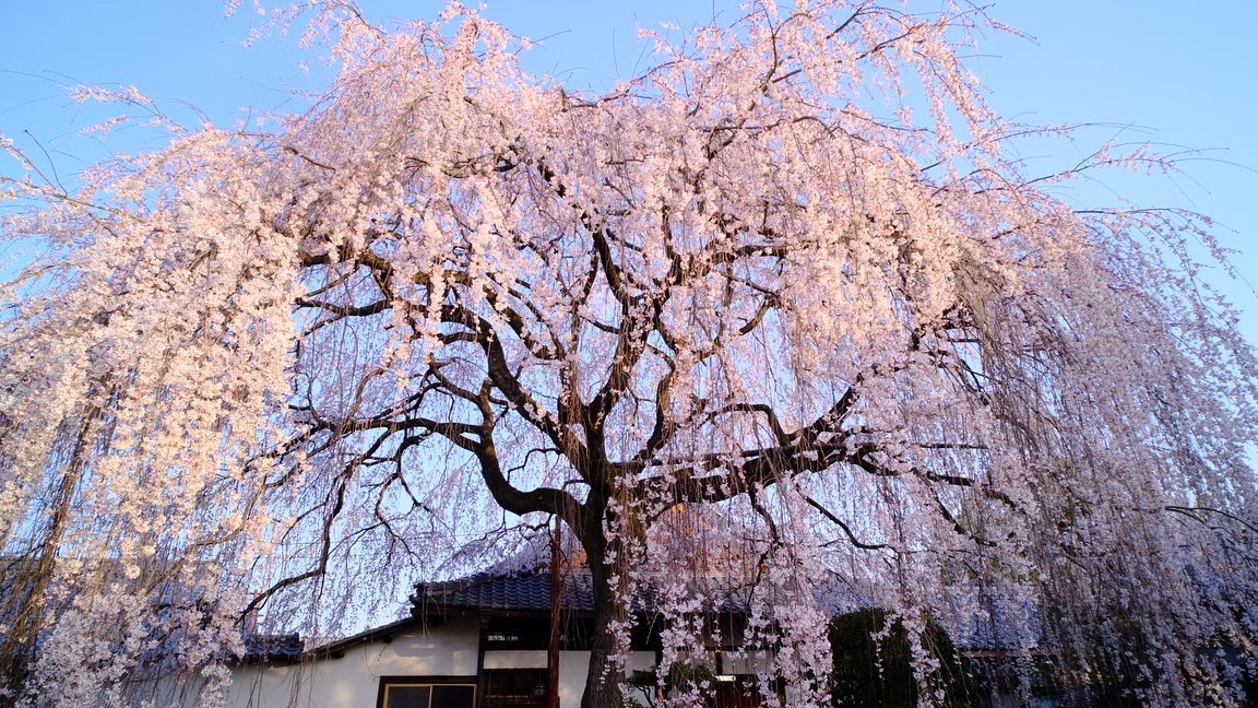 枝垂桜　見頃　2021年3月21日（平年4月2日相当）　撮影：MKタクシー