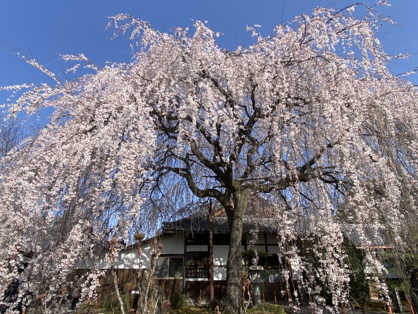 21年最新版 混雑しない京都の桜穴場スポットおすすめ30選 Mkメディア 21年最新版 混雑しない京都の桜穴場スポットおすすめ30選 Mkメディア