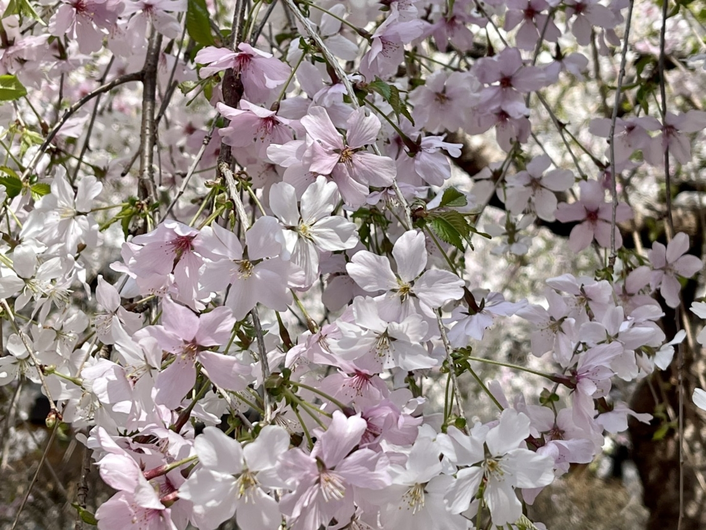 御幸桜 見頃 2021年3月24日(平年4月5日相当) 撮影:MKタクシー