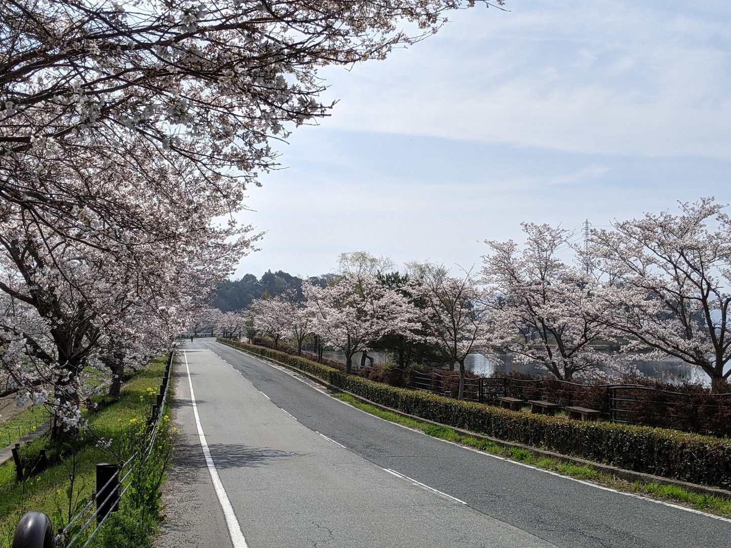 平の沢池の桜並木