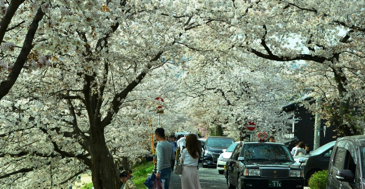 鴨西通の桜のトンネル　2018年4月1日　撮影：MKタクシー