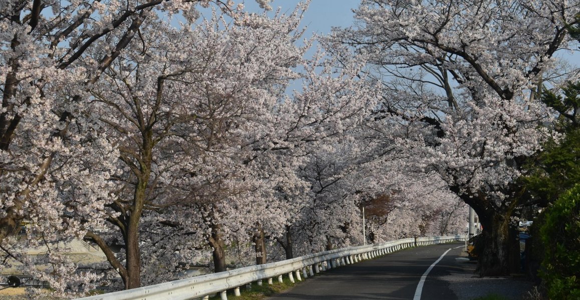 鴨西通の桜のトンネル　2019年4月7日　撮影：MKタクシー