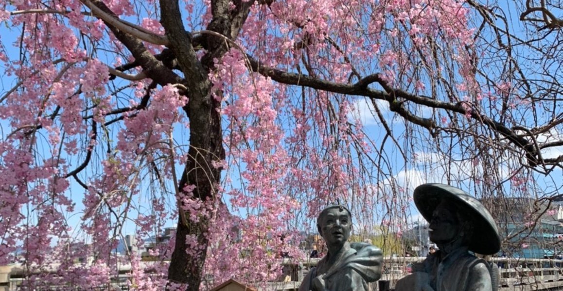 三条大橋の弥次喜多像と八重紅枝垂桜 2020年4月5日 撮影:MKタクシー